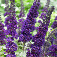 Buddleia - Butterfly Bush
